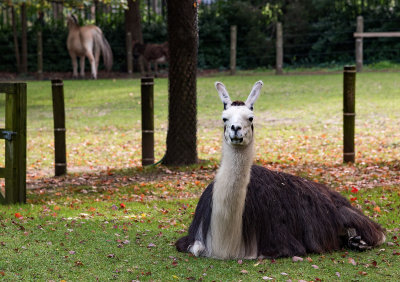 Queens Zoo