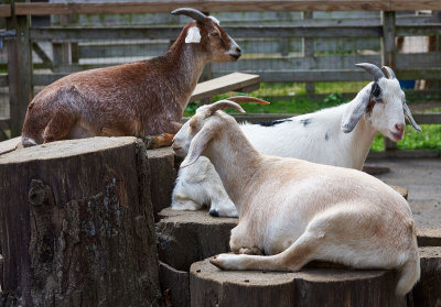 Queens Zoo