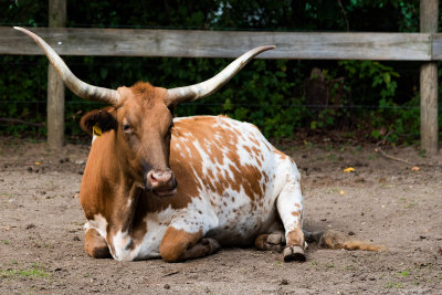 Queens Zoo