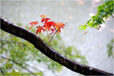 Nara, 10 nov.