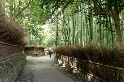Kyoto, Arashiyama, Bamboo Groves