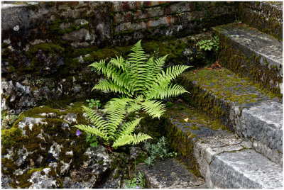 Escaliers du Chemin d'Evilard