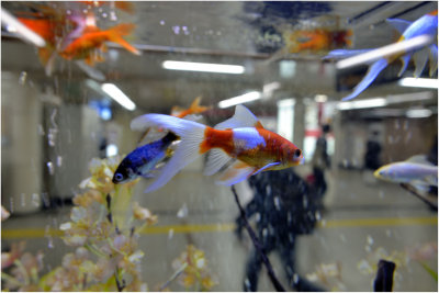 Aquarium dans une station de mtro