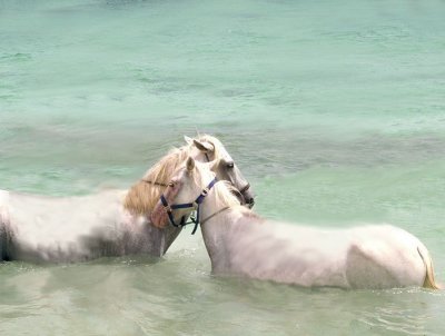 albinoseahorses.jpg
