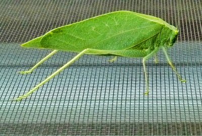 Leaf Cutter.JPG