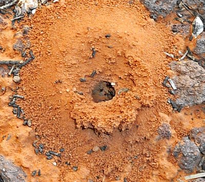 antcleanup.jpg