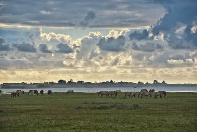 Lauwersmeer