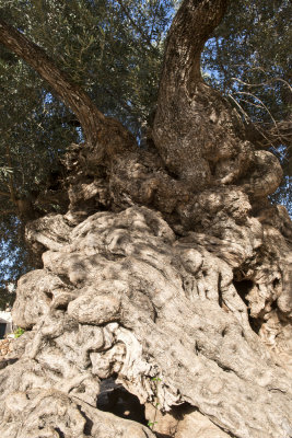 olive tree, allegedly 3000 years old
