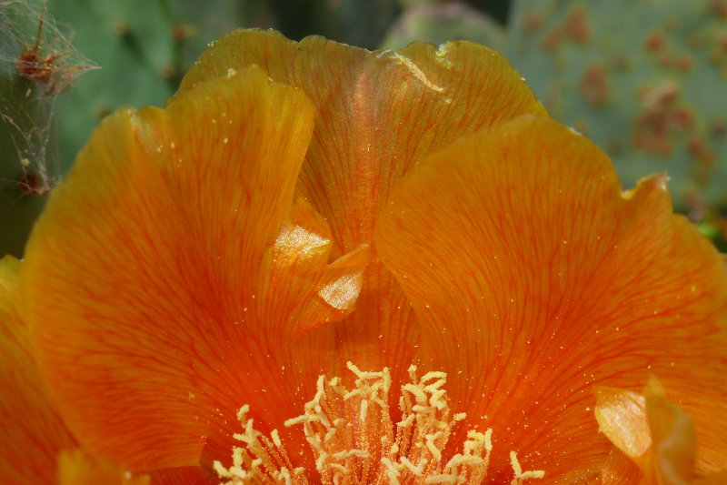 Orange Opuntia Flower