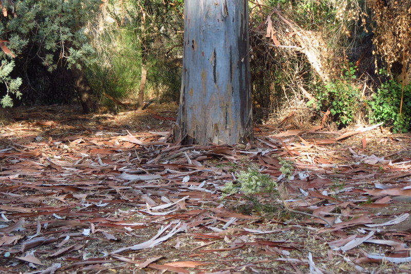 Eucalyptus bark