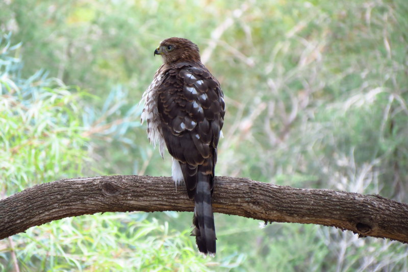 Young Coopers Hawk