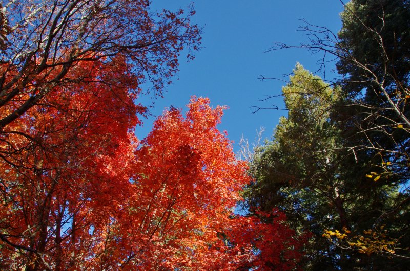 Bigtooth Maple