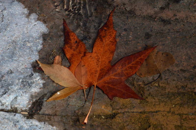 Sycamore Leaf in Wood Canyon Creek - Tonto National Forest