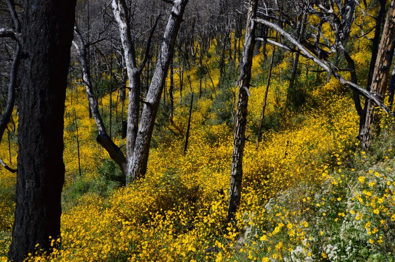 Horeshoe Two Burn area, Chiricahua Mountains