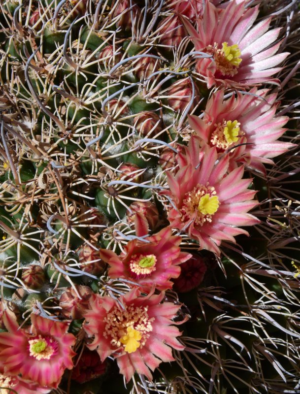 Mammillaria species