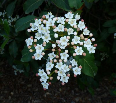 Flowering shrub in the canyon