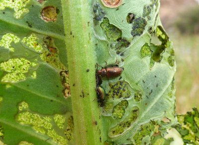 Beetles chewing Rumex hymenosepalus - Canaigre