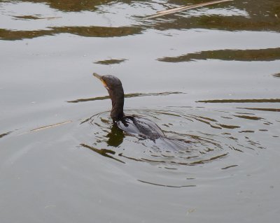 Cormorant on Ayer Lake