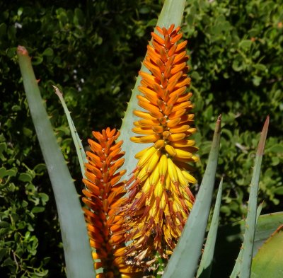 Aloe speciosa hybrid