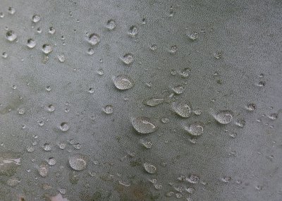 Water Drops on Agave Skin