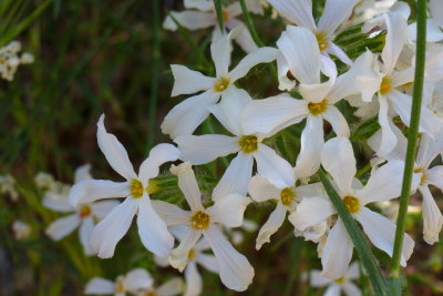 Desert Phlox - Phlox tenuifolia