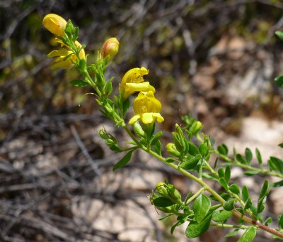 Bush Penstemon - Keckiella antirrhinoides ssp. microphylla on the High trail