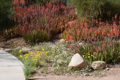 Aloes in the Childrens Garden
