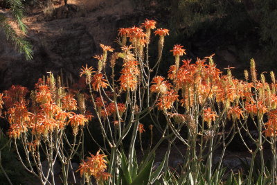 Aloe striata x maculata