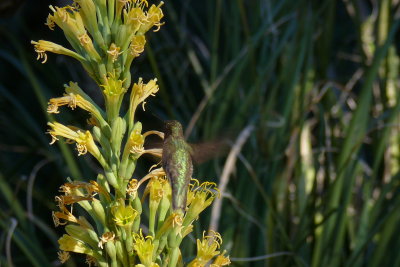 Hummingbird Feeding on Agave Flower