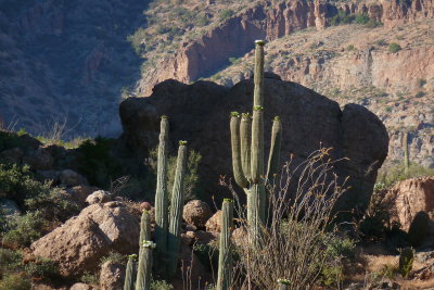 Saguaros on top of Magma Ridge against Picketpost Mountain