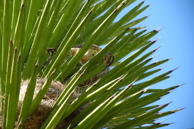 Cactus Wren Nest in Yucca