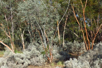 Looks Like Australia - Blue Bush Trail