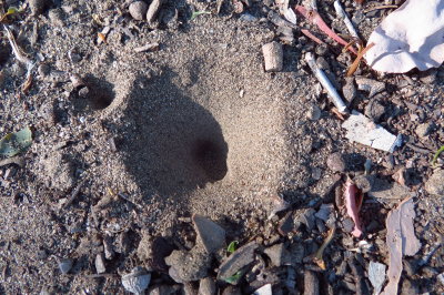 Ant Lion trap