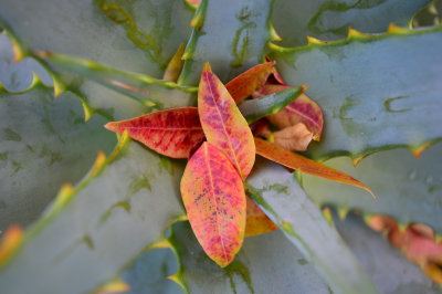 Autumn leaves on aloe