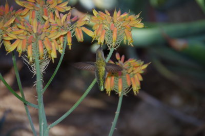 Hummingbird on Aloe flower