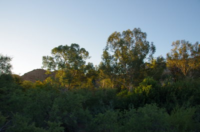 The Eucalyptus Forest