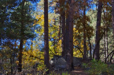 Autumn color in the Pinals