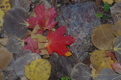 Bigtooth Maple leaf