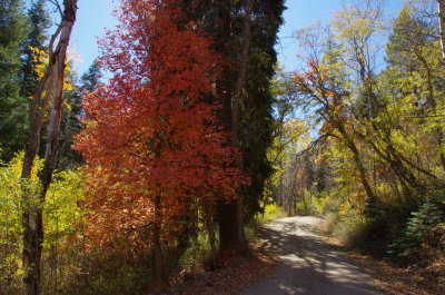 Ferndell Road in the Pinals