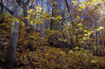 Icehouse Canyon Trail