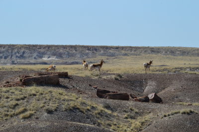 Antelope seen from the Crystal Forest Trail, Petrified Forest National Park