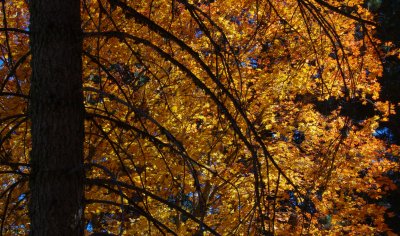 Bigtooth Maple. Pinal Mountains