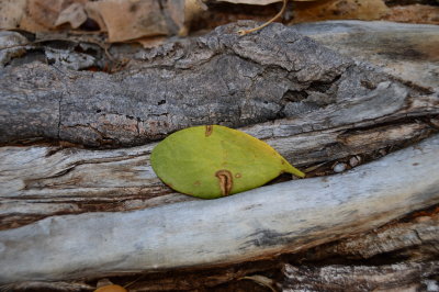Mistletoe leaf on Cottonwood root