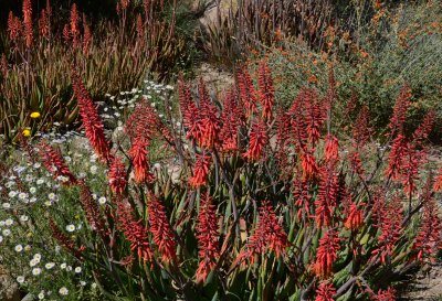 Aloes in the Children's Garden