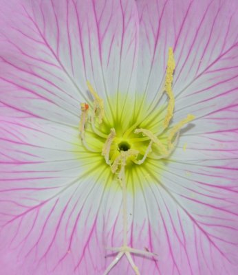 Mexican Evening Primrose