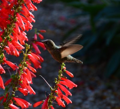Hummingbird on Penstemon eatoni