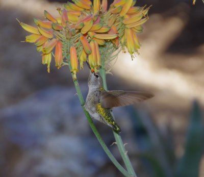 Hummmingbird on aloe flower
