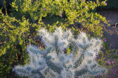 Cholla in early morning light