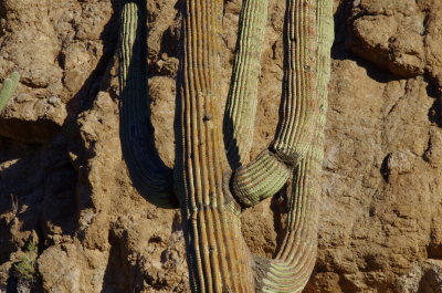 Saguaro Cactus against Magma Ridge
