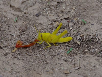 Yellow grasshopper